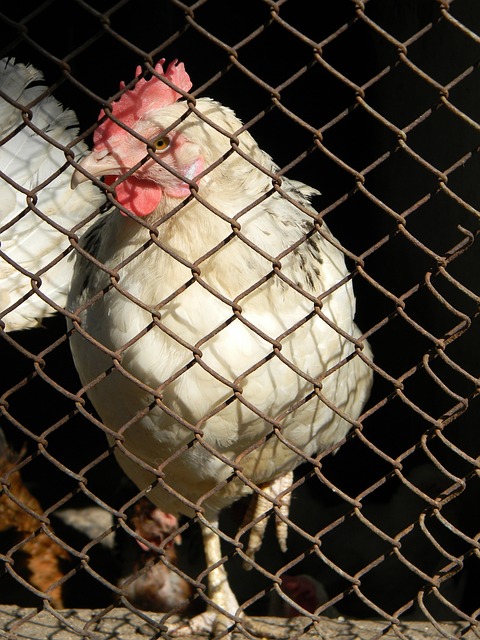 83岁弗格森重掌教鞭!重温曼联时光,重视师徒情谊,C罗或送邀请.